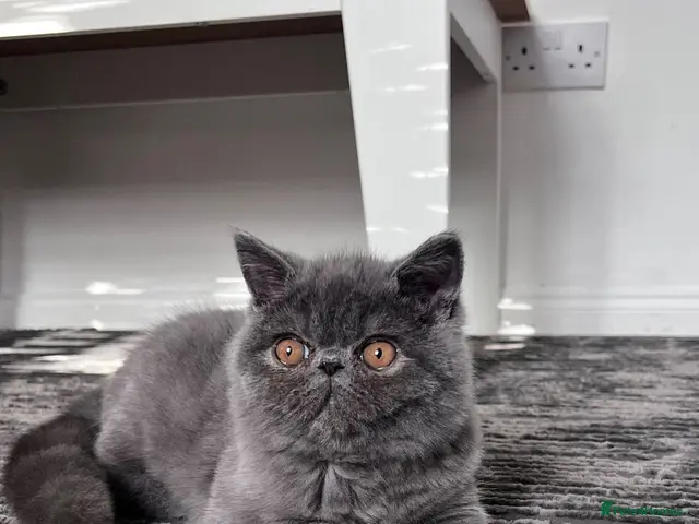 Exotic cats Grey Exotic kitten! - Advert 10