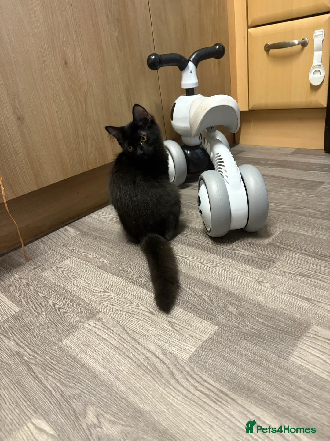 Mixed Breed cats for sale: TWO MALE BROTHERS NEEDING A NEW FAMILY - Advert 4