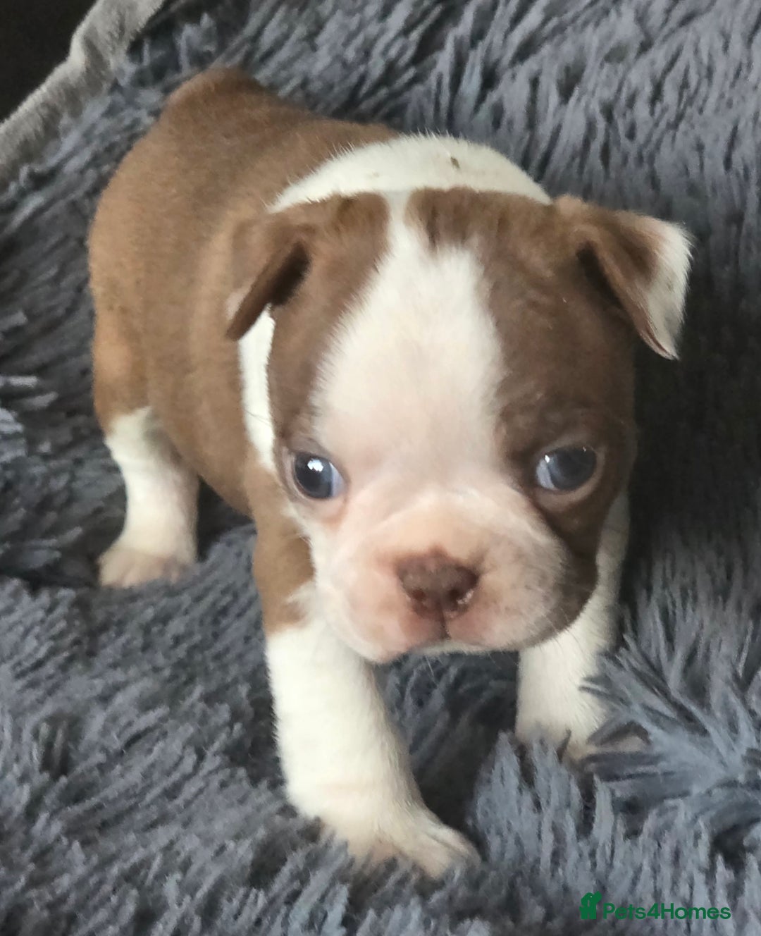 Boston Terrier dogs for sale: Stunning KC Reg Boston Terrier last girl left - Advert 22