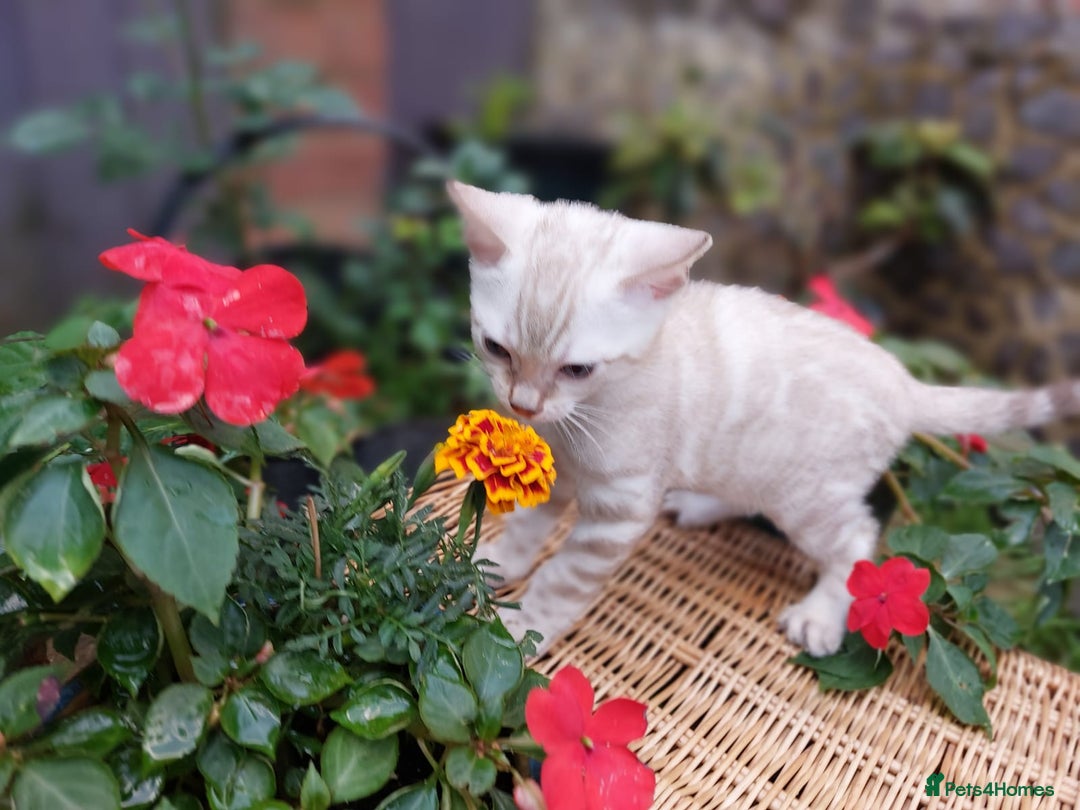 Bengal cats for sale: Stunning pure Bengal Kittens - Image 21