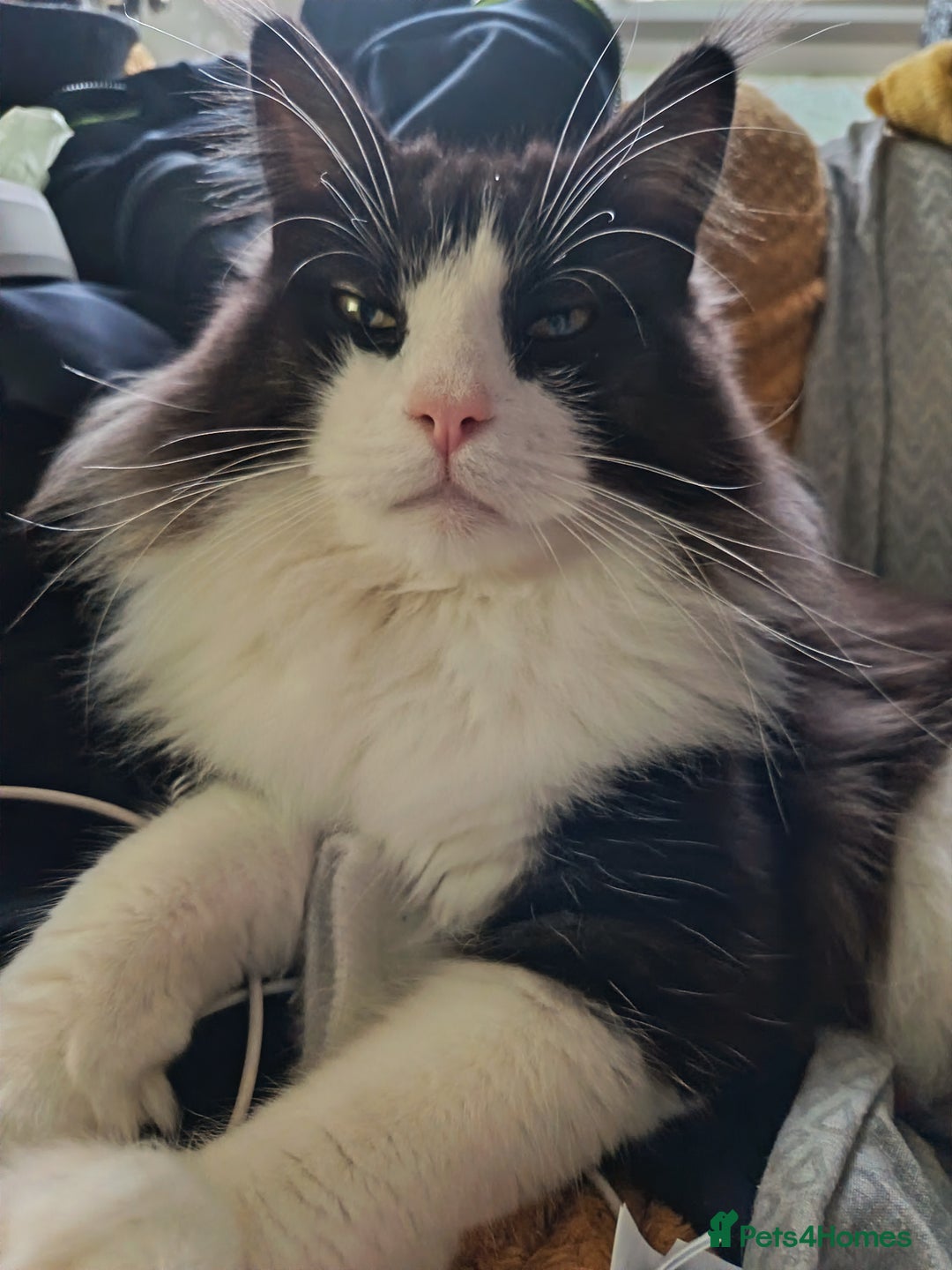 Maine Coon cats for sale: Two main coons one with papers - Advert 3