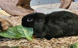 Dwarf Lop rabbits for sale: Therapy Bunny Pairs - Image 1
