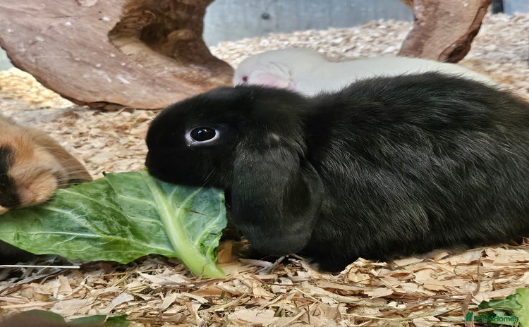 Dwarf Lop rabbits - Advert 1