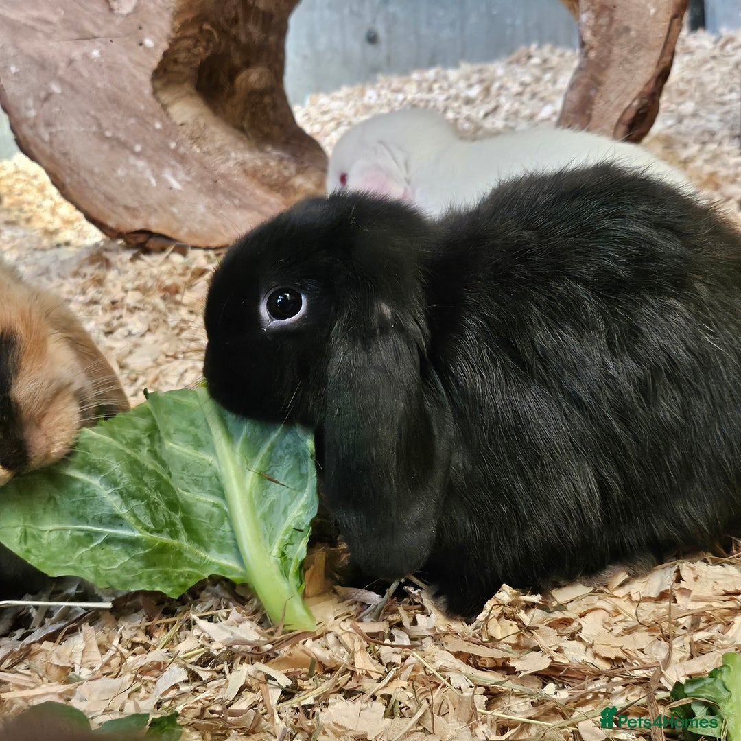 Dwarf Lop rabbits for sale: Therapy Bunny Pairs - Image 1