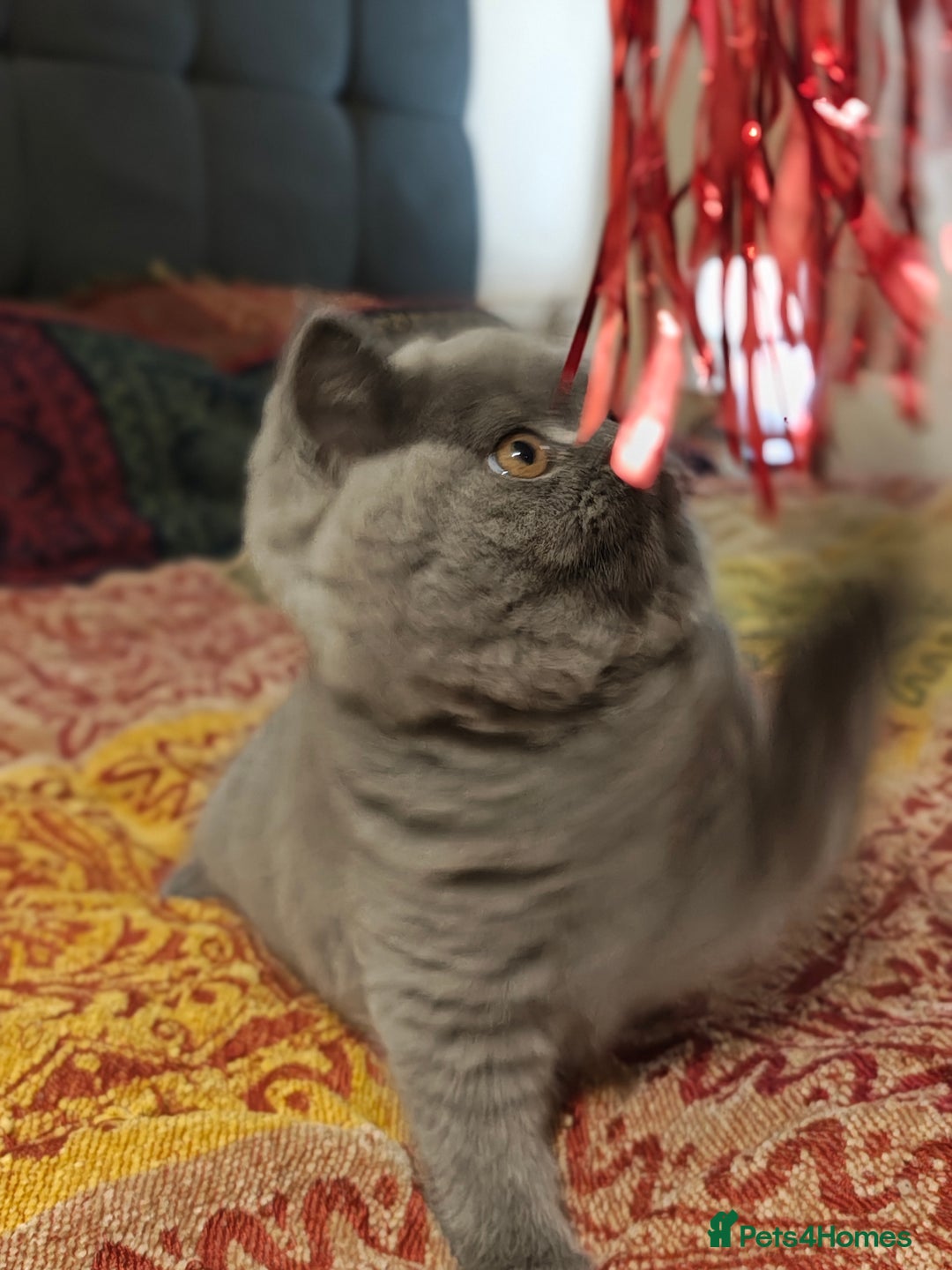 British Shorthair cats for sale: Last blue girl  BSH TICA  registered  - Advert 5