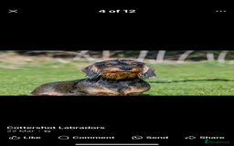 Dachshund dogs for sale: Wire haired Dachshund Teckel Puppies - Advert 11