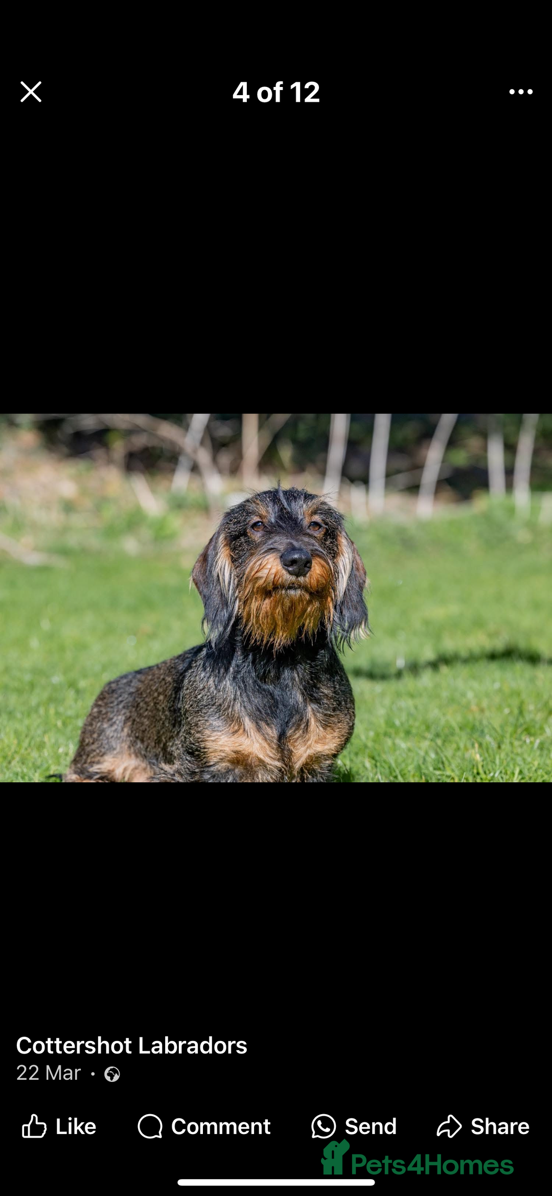 Dachshund dogs for sale: Wire haired Dachshund Teckel Puppies - Advert 11