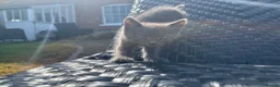 Mixed Breed cats for sale: 2 gorgeous kittens available  - Advert 2