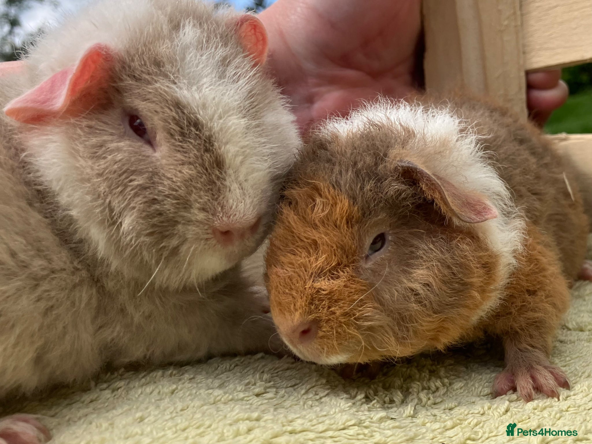 Guinea Pig rodents Stunning red eyed pure bred Teddy boys/boars - Advert 4
