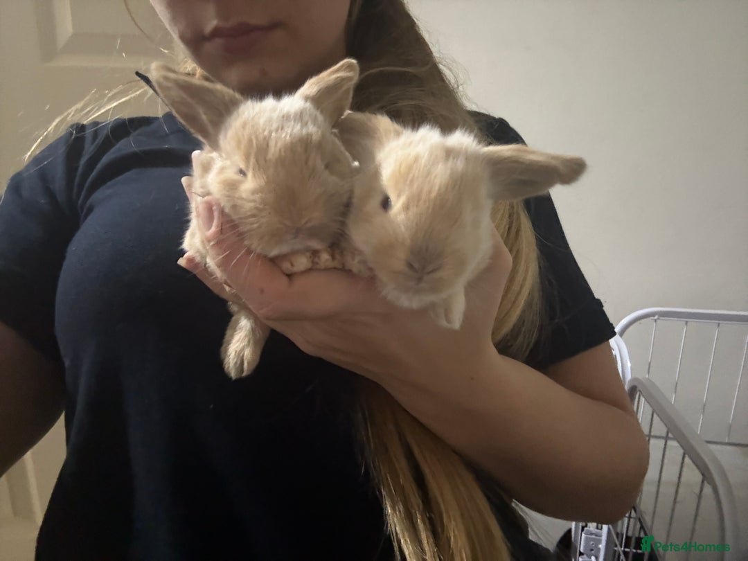 Mini Lion Lop rabbits for sale: Baby mini lion head x loop eared  - Advert 3