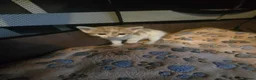 Mixed Breed cats for sale: 2 male kittens for sale  - Advert 4
