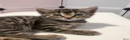 Domestic Shorthair cats for sale: Sweet & Playful Girls ready 8th Oct - Advert 14