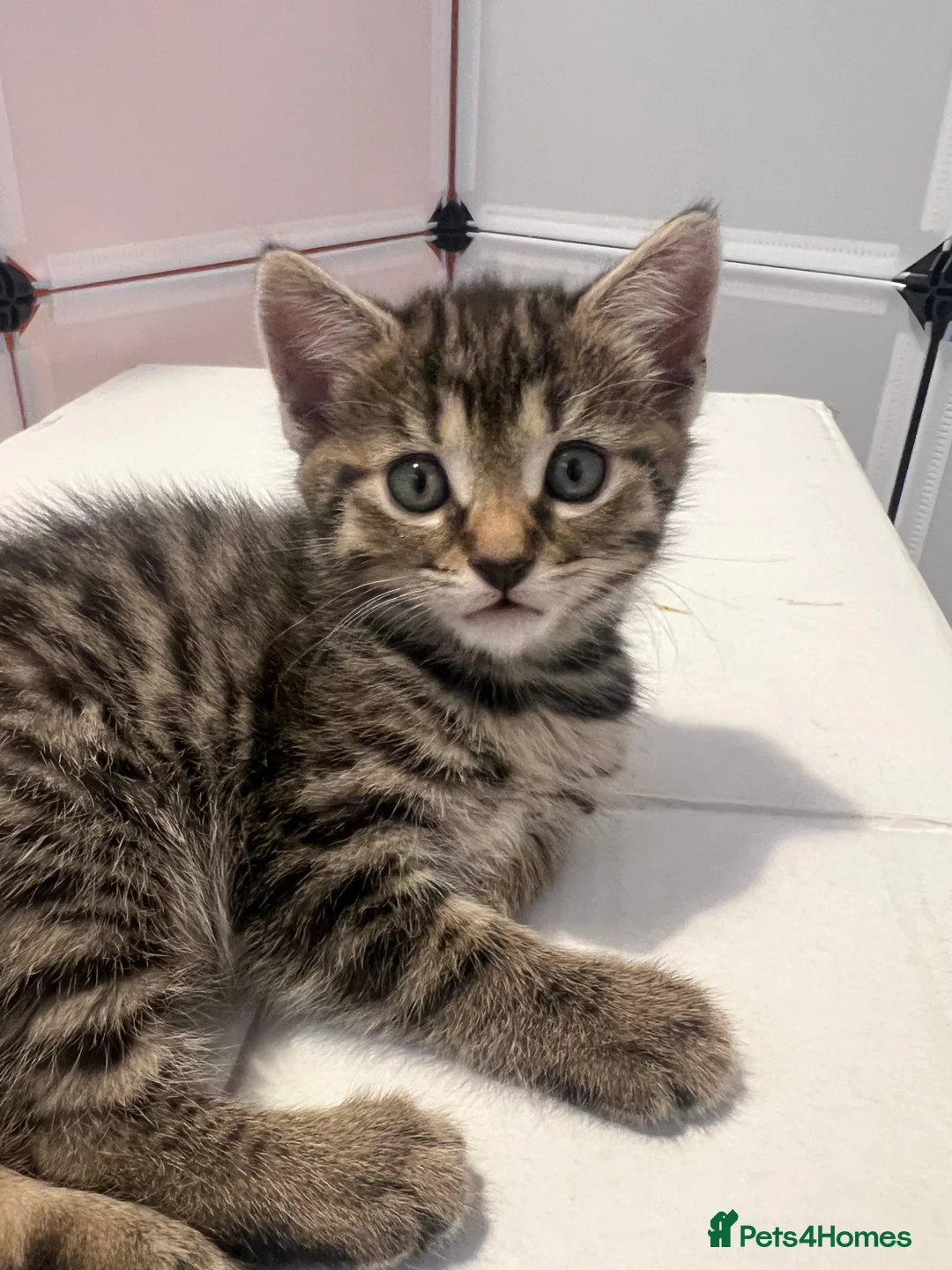 Domestic Shorthair cats for sale: Sweet & Playful Girls ready 8th Oct - Advert 14