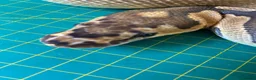 Python Snake reptiles for sale: Male clown royal python poss het albino  - Advert 3