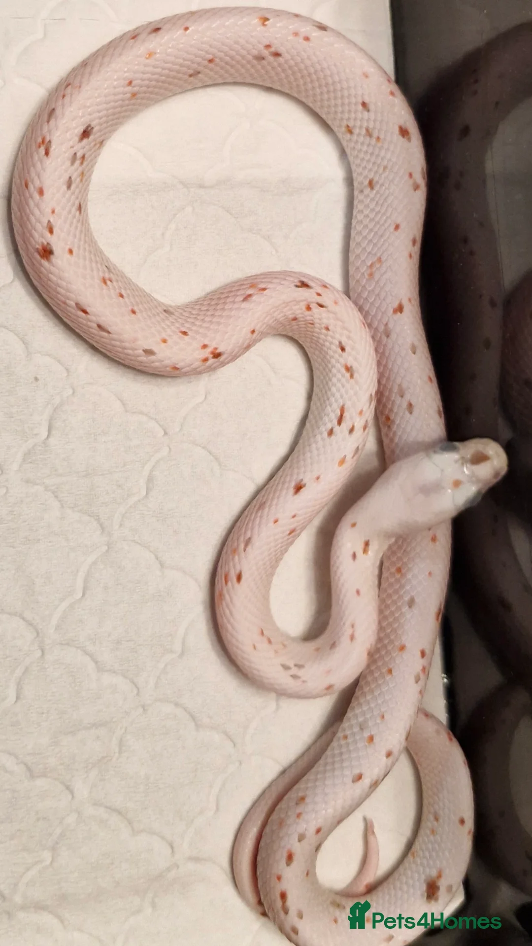 Corn Snake reptiles for sale: Corn snake palmettos  - Advert 4