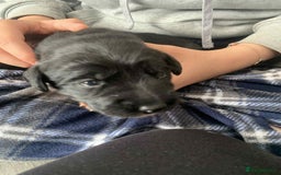 Mixed Breed dogs for sale: Puppies for sale - Image 10
