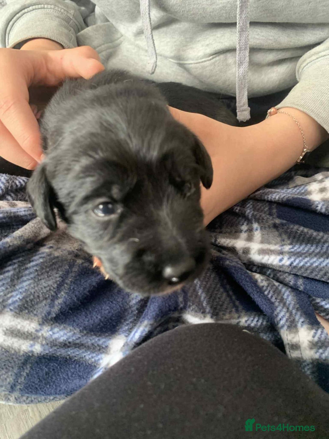 Mixed Breed dogs for sale: Puppies for sale - Image 10