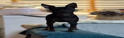 Mixed Breed dogs for sale: Imperial shitzu - Advert 4