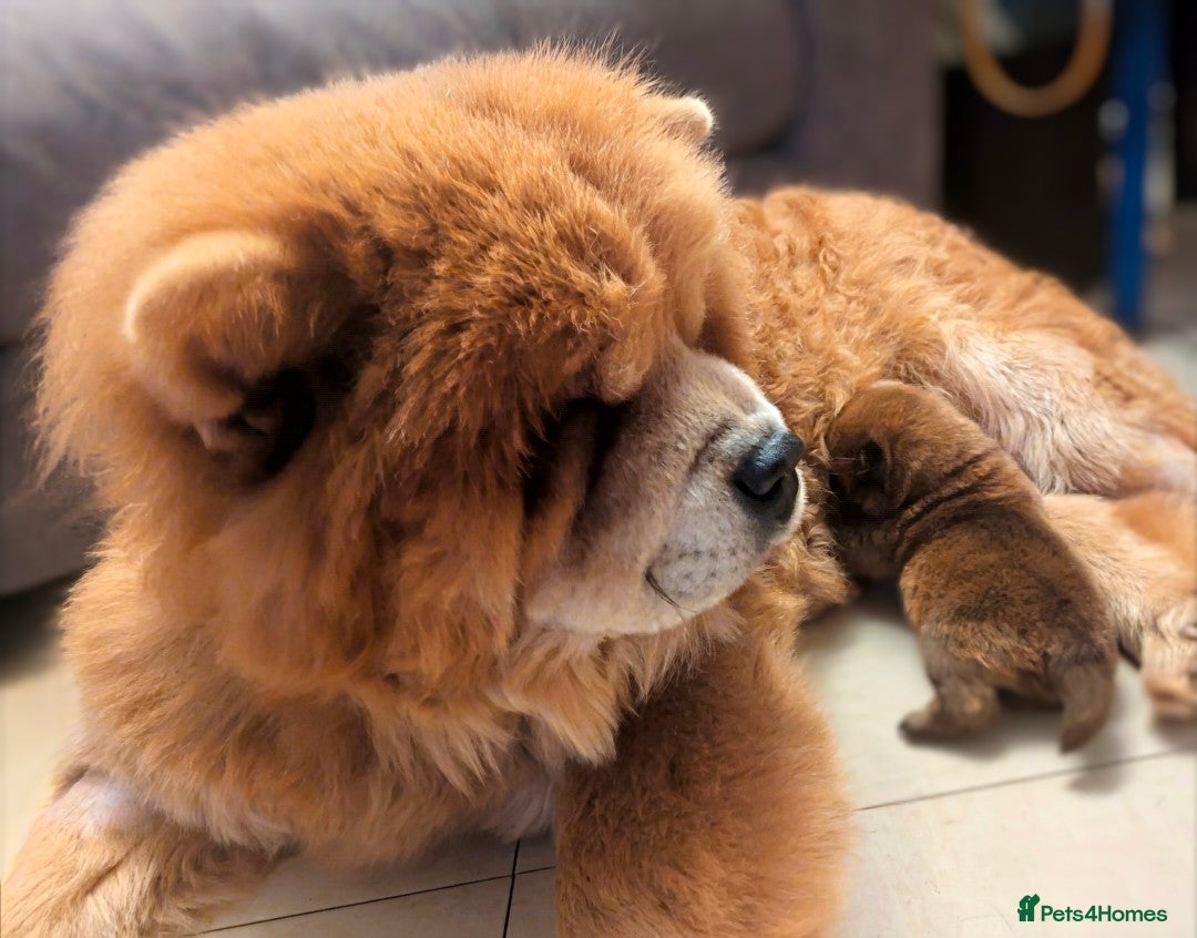 Chow Chow dogs for sale: CHAMPION BLOODLINE, 5 GENer KC pedigree DELIVERY!! - Advert 1