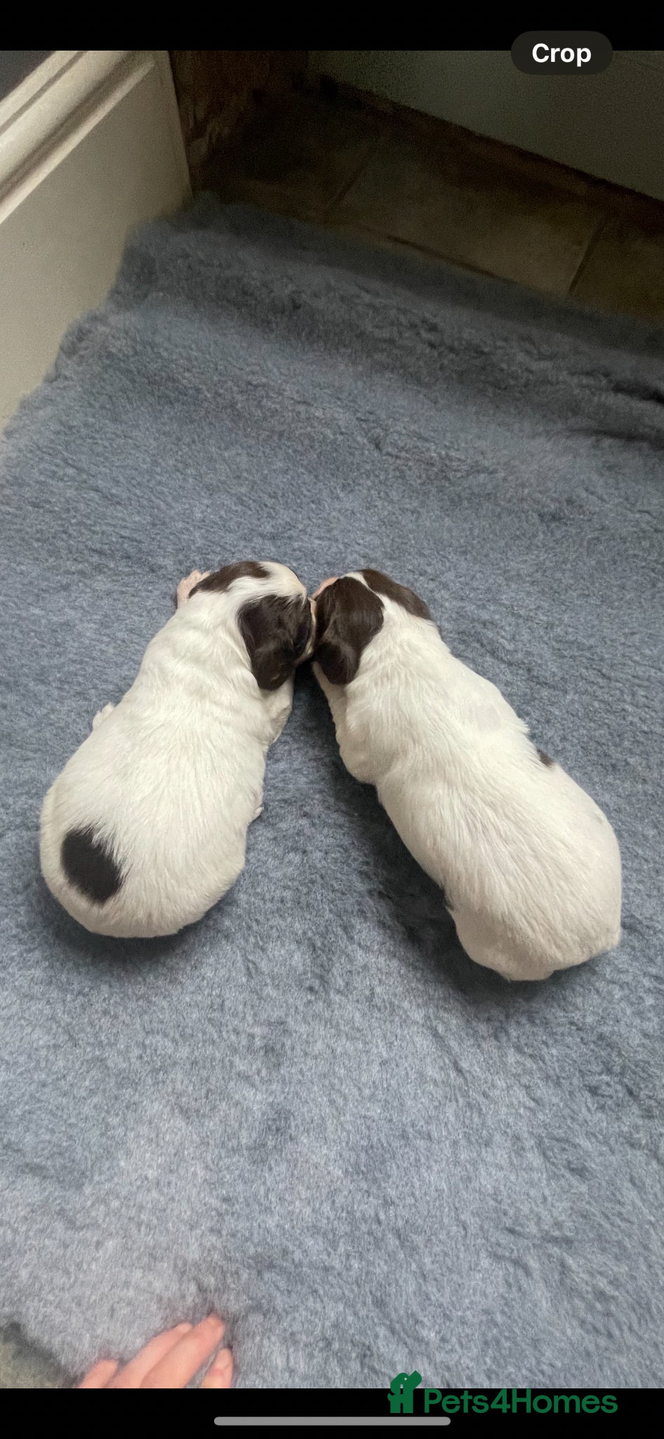 English Springer Spaniel dogs KC Reg English Springer Spaniel  - Advert 1
