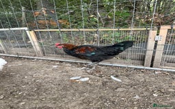 Chickens poultry for sale: 3 cockerels needing new home approx 5 months old  - Image 3