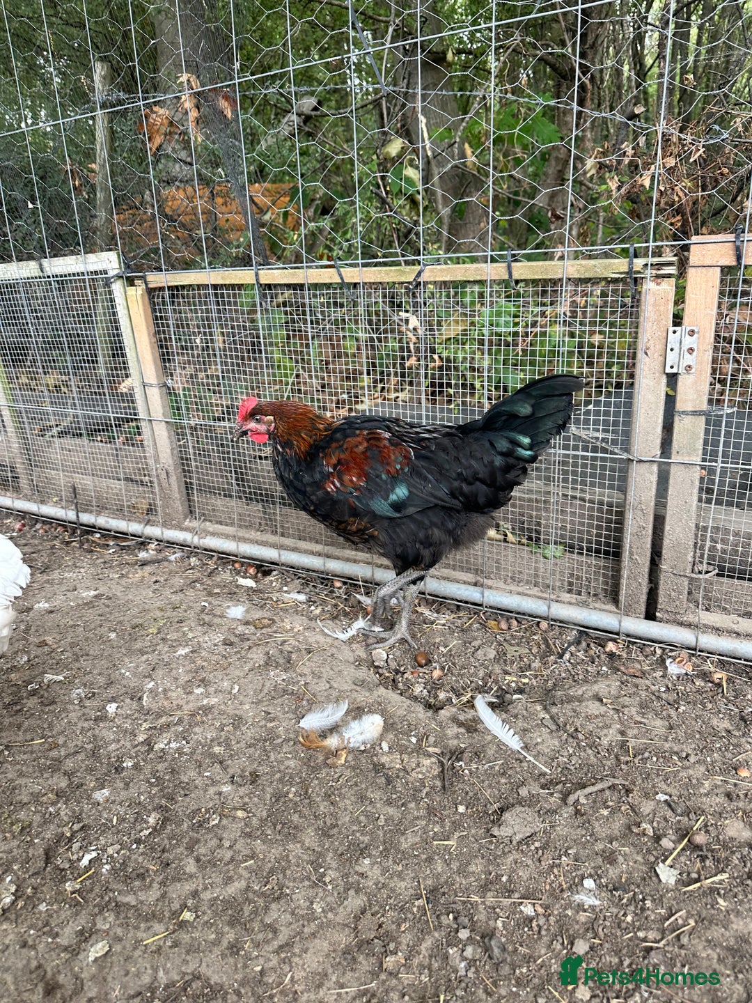 Chickens poultry for sale: 3 cockerels needing new home approx 5 months old  - Image 3