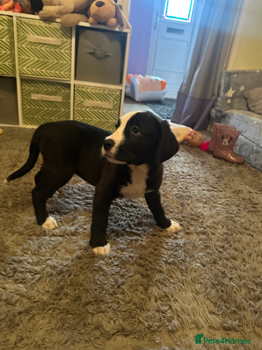 Mixed Breed dogs for sale: Lab- Cane Corso Puppies Looking for Loving Homes  - Advert 15