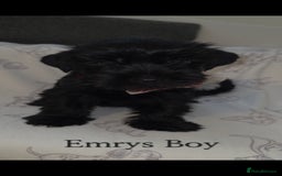 Yorkshire Terrier dogs for sale: Yorkshire Terrier Puppies Ready Now - Image 11