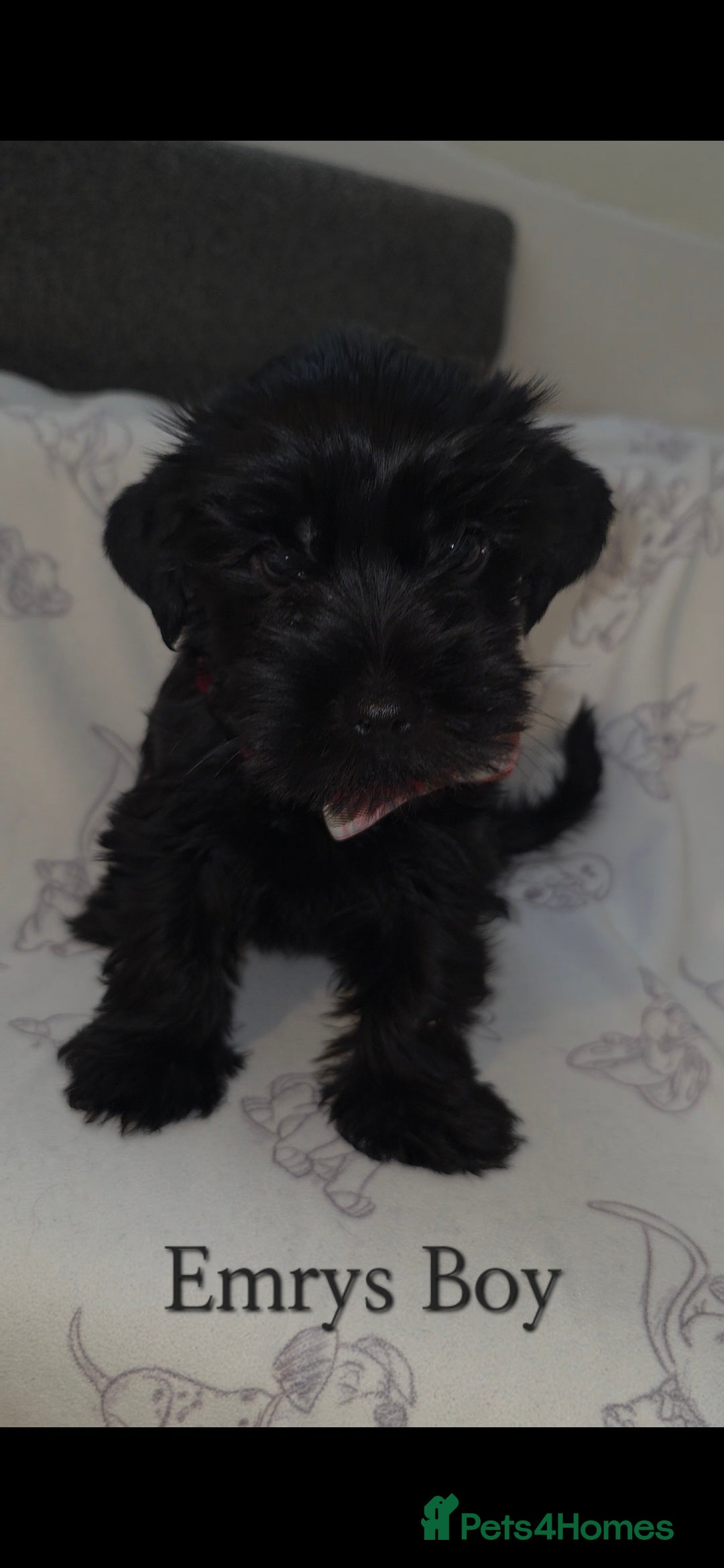 Yorkshire Terrier dogs for sale: Yorkshire Terrier Puppies Ready Now - Image 11