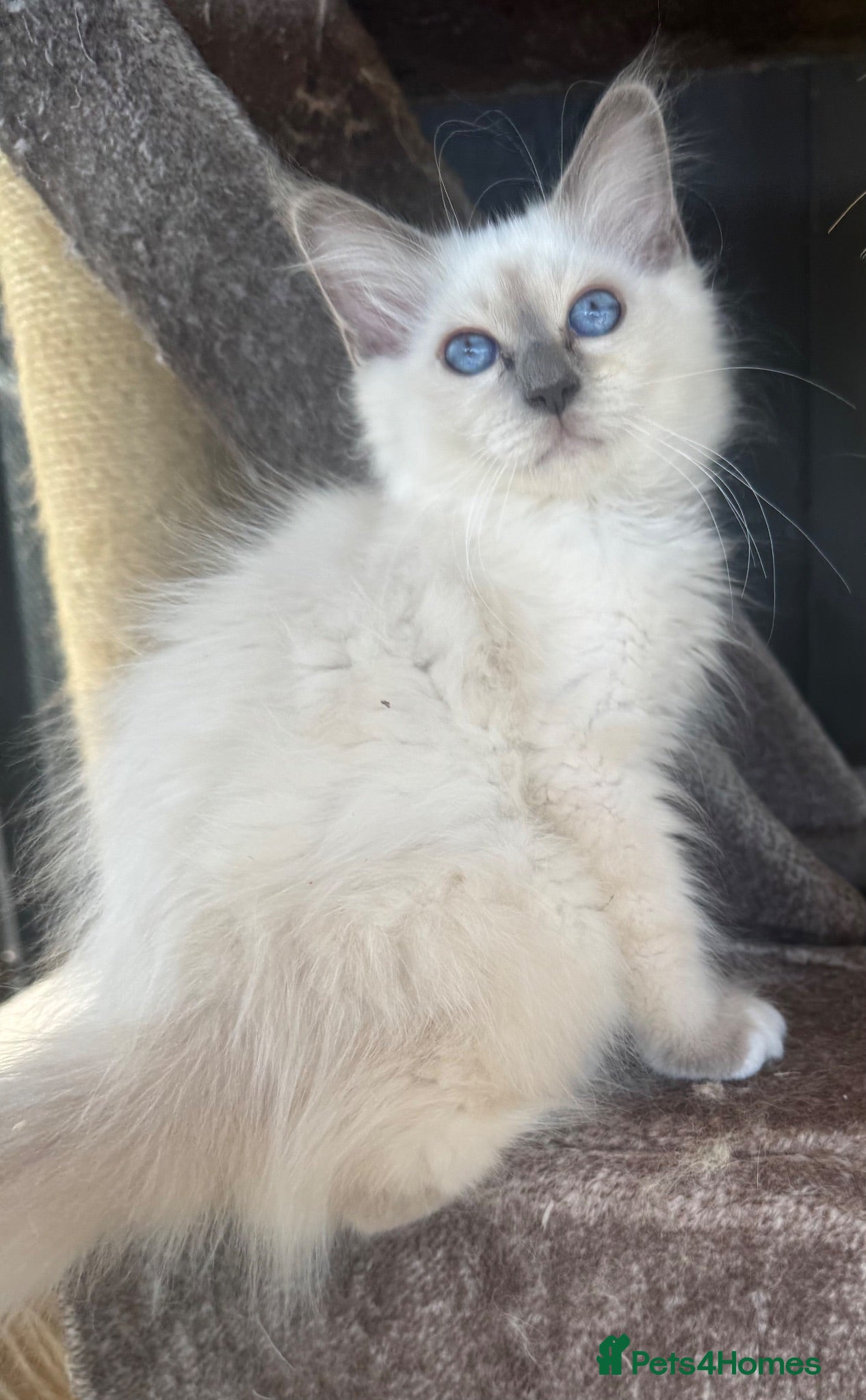 Birman cats Strong healthy Birman babies available  - Advert 1