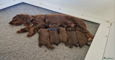 Cocker Spaniel dogs - Advert 12