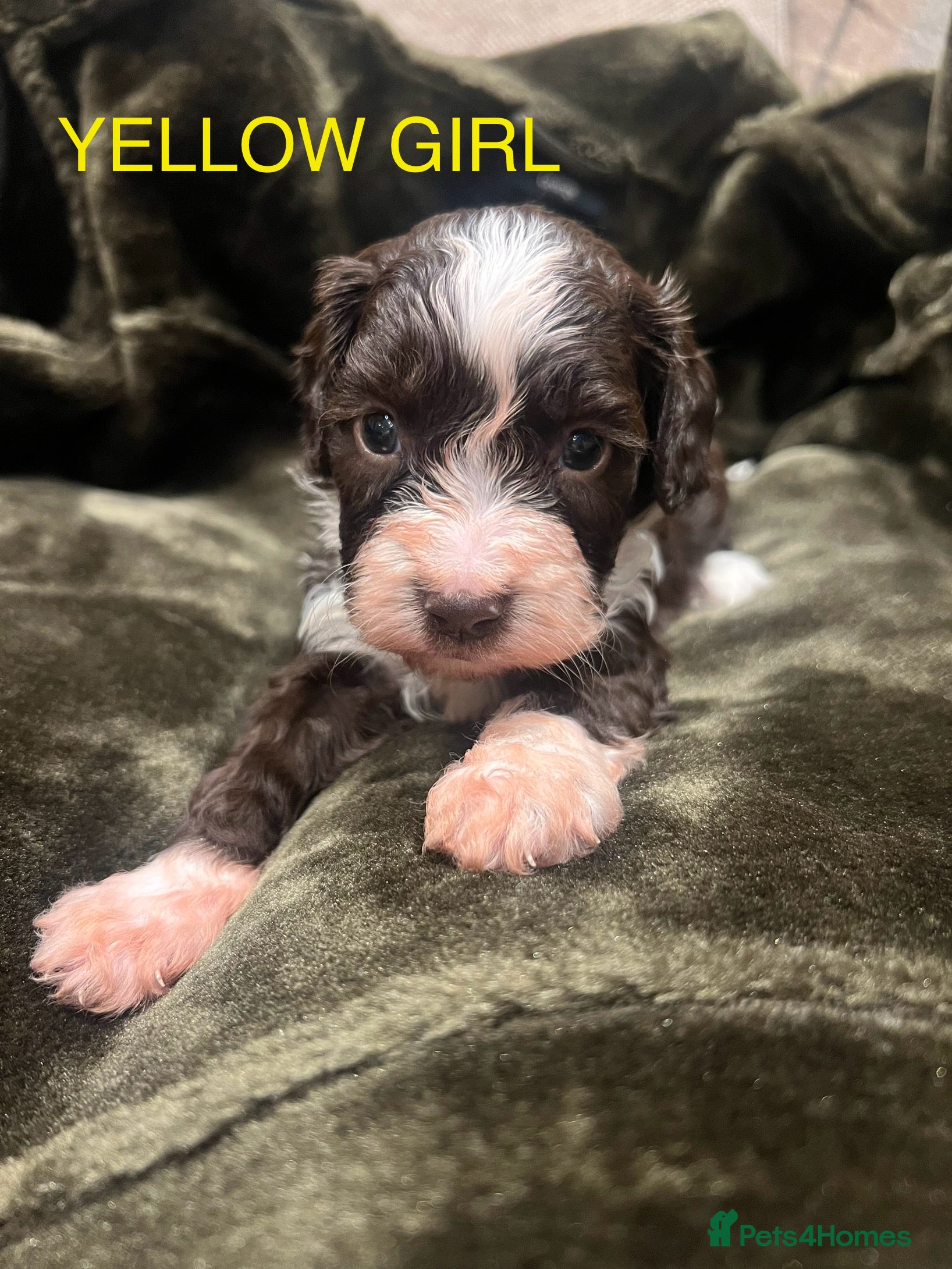 Cockapoo dogs Cockapoo puppies  - Advert 11