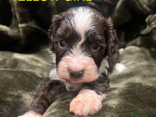 Cockapoo dogs Cockapoo puppies - Advert 7