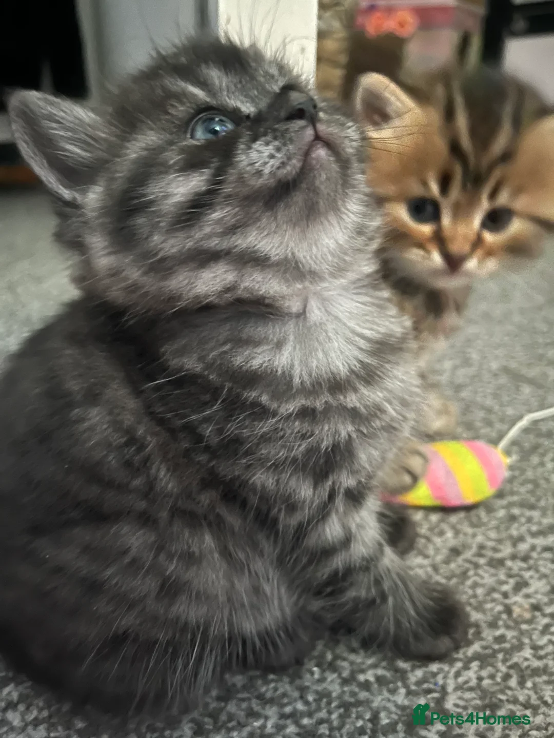 British Shorthair cats for sale: 3 beautiful kittens for sale Bsh/norwegian   - Advert 8