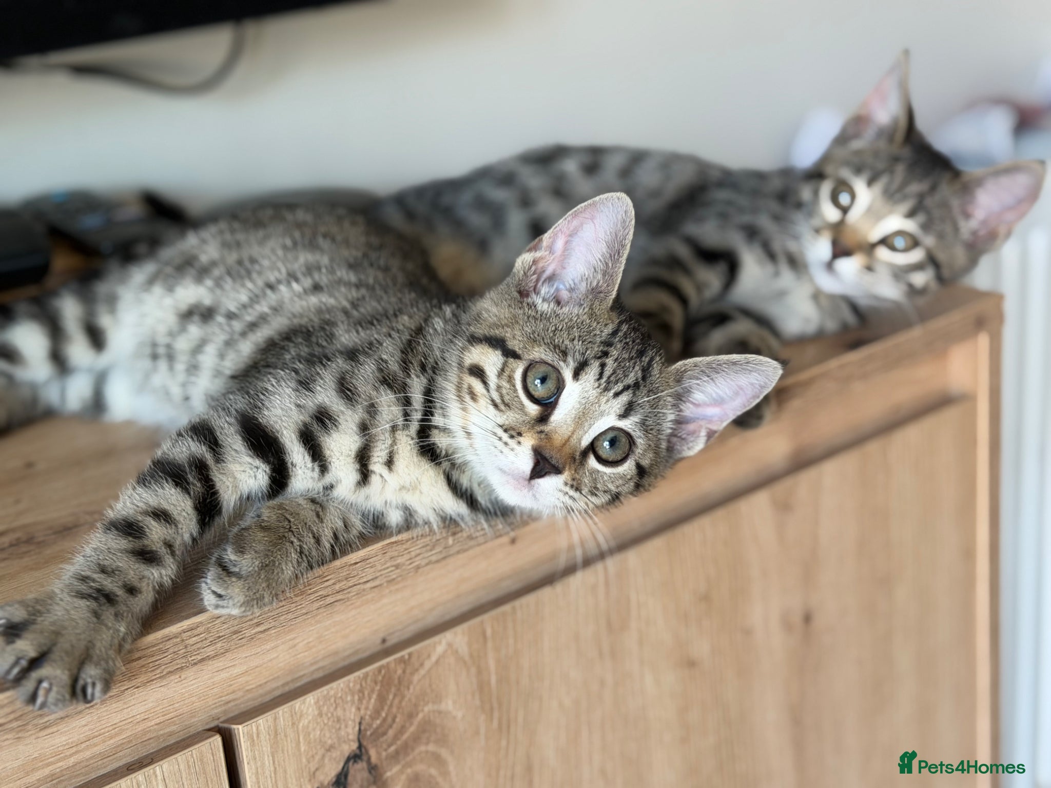 Bengal cats Little beauties ready for forever homes. - Advert 6