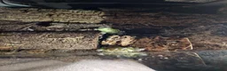 Beetles invertebrates for sale: Isopods and sun beetles in Washington - Advert 3