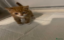 British Shorthair cats for sale: Stunning kittens from a beautiful calico mum 😻 - Image 5