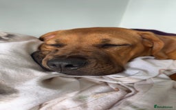 Mixed Breed dogs for sale: 6 month old female ridgeback mastiff cross. - Image 7