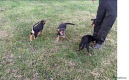Huntaway dogs for sale: Huntaway cross puppies - Image 6