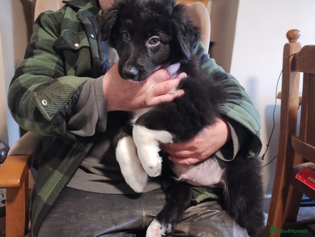 Border Collie dogs for sale: Border Collie Puppies Top Quality! - Advert 11