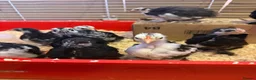 Chickens poultry for sale: Pekin bantam chicks  in Cardiff - Advert 4