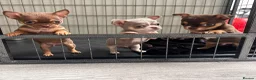 Chihuahua dogs for sale:  Very small chihuahua puppies - Advert 11