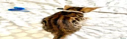 Bengal cats for sale: ✨✨ TICA registered Bengal BOYS😻😻😻 - Advert 28