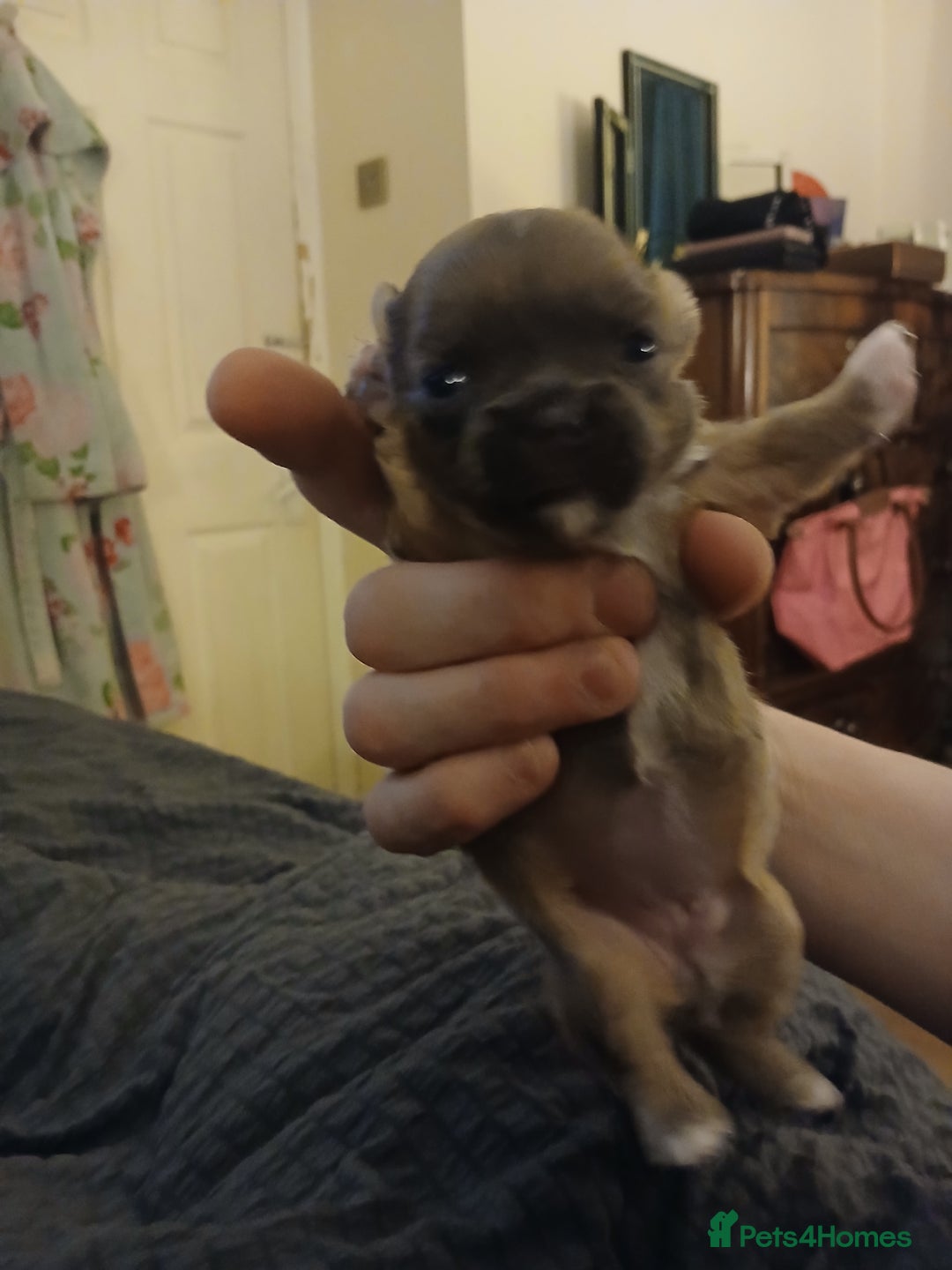 Mixed Breed dogs for sale: JACKAPUGS PUPPIES FOR SALE - Advert 4