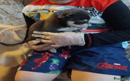 Chihuahua dogs for sale: 3 beautiful chihuahua puppies - Image 2
