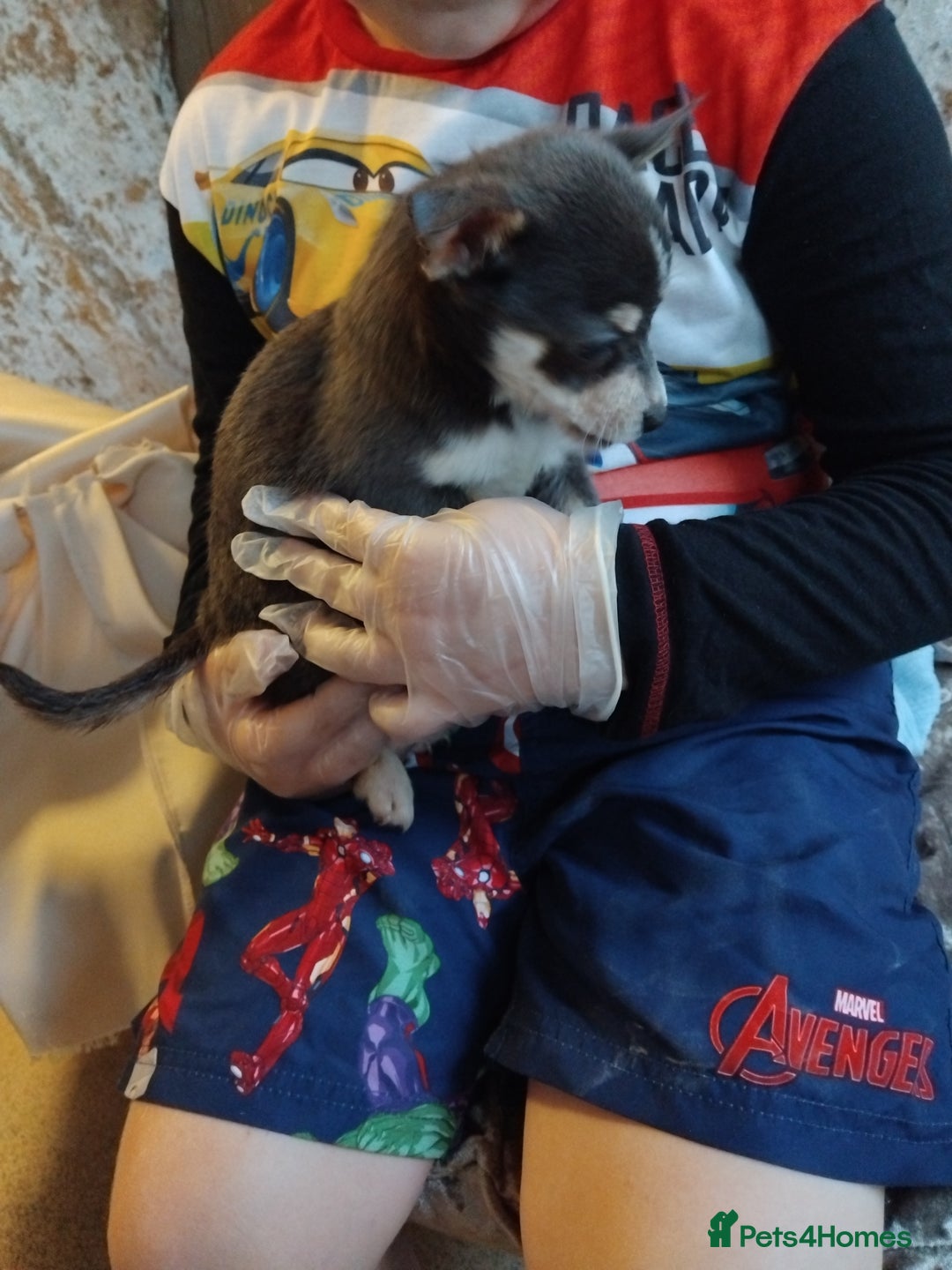 Chihuahua dogs for sale: 3 beautiful chihuahua puppies - Image 2