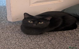 Mixed Breed cats for sale: Free to good home, shy black cat  - Image 2