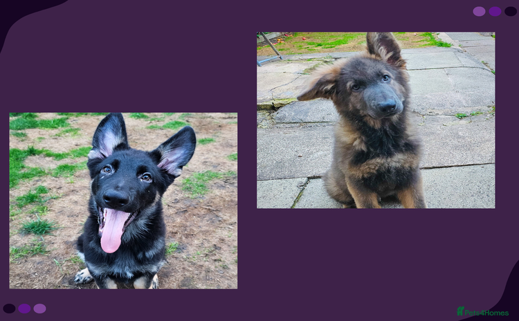 German Shepherd dogs - Advert 2