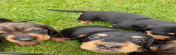 Dachshund dogs for sale: KC Registered wirehaired dachshund teckel puppies - Advert 7