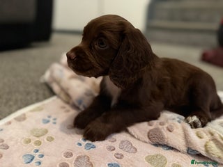 Cocker Spaniel dogs Beautiful Cocker Spaniel Puppies ready to go 17/11 - Advert 11